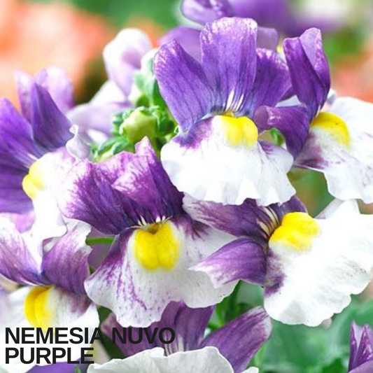 Close-up of nemesia flowers with purple upper petals, white lower lips and bright yellow throats
