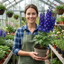 Delphinium Dark Blue White Bee Plants (Set of 3 or 6)