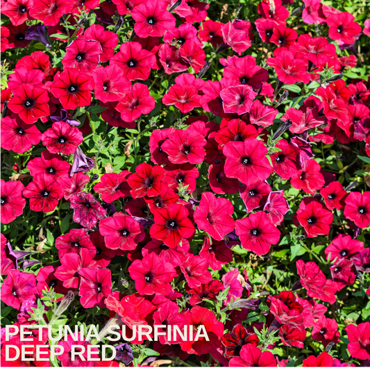 Dense sheet of crimson-red petunia trumpets with dark throats above small green leaves
