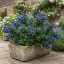 Ceanothus Yankee Point California Lilac Plants