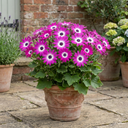 Senetti Pink Bicolour Live Plants