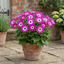 1 Senetti Pink Bicolour Live Flowering Plant, Bee Friendly, Outdoor Garden Ready, 6.5 Litre Root-Ball