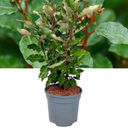 Elaeagnus ‘Crispy’ Plant