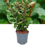 Elaeagnus Crispy