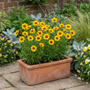 Coreopsis Sunfire Plants (Set of 3 or 6)