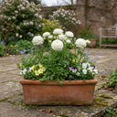 Ranunculus Vortex White Persian Buttercup Plants (Set of 3 or 6)