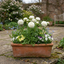 Set of 3 or 6 Ranunculus Vortex White Persian Buttercup Plants, Hardy Perennial, Spring Flowering, Outdoor Garden Ready, 1 Litre Root-Ball