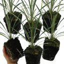 Cordyline Torbay Dazzler Plants (Set of 3 or 6)
