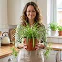Spider Plants