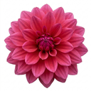 Dahlia Maggiore Deep Rose Plants