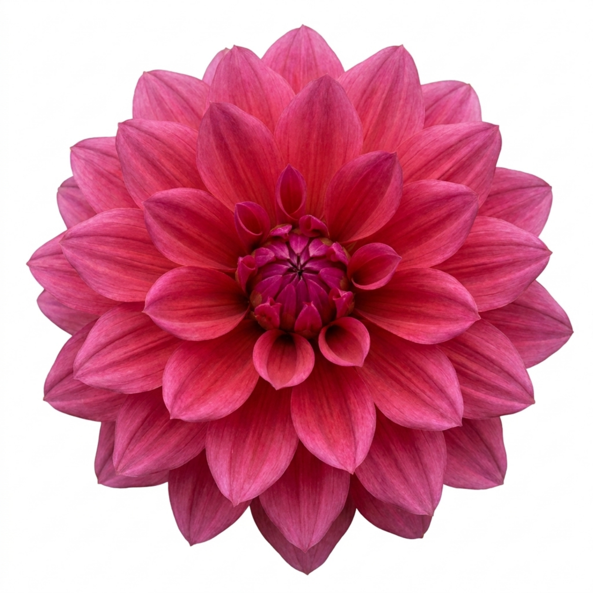 Dahlia 'Maggiore Deep Rose' – Summer Flowering Perennial (3L Pot)