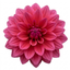 1 Dahlia Maggiore Deep Rose Live Plant, Summer Flowering Garden Ready, 3 Litre Root Ball
