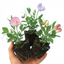 Set of 3 or 6 Large, Garden Ready Plants - Sweet Pea Little Sweetheart Mix, 10.5 cm