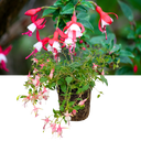 1 Large, Outdoor Garden Ready Plant - Fuchsia Alice Hoffman, Peat Free 2L Pot