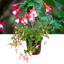 1 Large, Outdoor Garden Ready Plant - Fuchsia Alice Hoffman, Peat Free 2L Pot