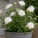 3Ltr Patio Rose Plant, White Rose Bush, Nursery Pots