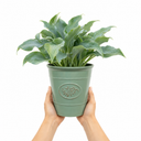 3Ltr Hosta Tears from Heaven, Shade Perennial, Nursery Pots