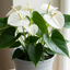 1 Anthurium White Flowering Houseplant, Live Tropical Indoor Plant, Easy Care, 17cm Root-Ball
