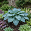1 Hosta Blue Mammoth Plant, Large Outdoor Garden Ready Hardy Perennial for Shade, 17cm/2 Litre Root Ball