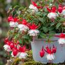 3 Trailing Fuchsia Sir Matt Busby Plants, Red & White, 10.5cm Pots, Summer Bedding