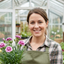 Set of 3 or 6 Large Plants - Pink Purple Carnation, Ready to Plant in Your Garden, 10.5 cm