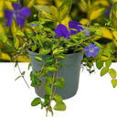Vinca Minor ‘Illumination’ Plant