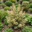 1 Osmanthus Goshiki Variegated Evergreen Shrub, Hardy Outdoor Garden Ready, 19cm Root-Ball