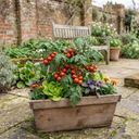 Tomato Cocktail Crush Variety Plants (Set of 3 or 6)