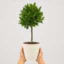 3L Bay Tree 60-70cm, Culinary Evergreen, Nursery Pots