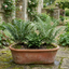 3 Large Plants - Soft Shield Fern Grower’s Mix, Ready to Plant in Your Garden
