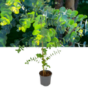 Eucalyptus Gunnii Plant
