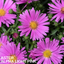 1 Large Aster Plant - Alpha Light Pink, Ready to Plant in Your Garden, 2L