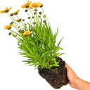 Coreopsis Sunfire Plant