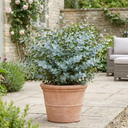 Eucalyptus Gunnii France Blue Tree Plant (5L Pot)