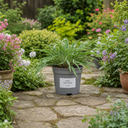 3 Litre Hosta Silly Strings Plants in Nursery Pots