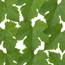 Superior Seedless White Grape Vine Plants