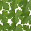 1 Superior Seedless White Grape Vine Plant, Hardy Outdoor Garden Ready, 3 Litre Root-Ball