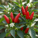 Grow Your Own Chilli Pepper Apache Plants (Set of 3 or 6)