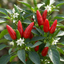 Set of 3 or 6 Large Plants - Grow Your Own Chilli Pepper Apache, Garden Ready