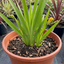 1 Freesia Gold River Outdoor Garden Plant, Fragrant Hardy Summer Flowering Perennial, 2 Litre Root Ball