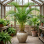 1 Areca Palm Houseplant (Dypsis Lutescens), Indoor Tropical Butterfly Palm, 19cm Root Ball