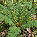 Dryopteris affinis Montana Male Fern Hardy Evergreen Perennial Plants (Set of 3 or 6)