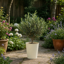 3 Litre Bushy Olive Tree, Nursery Pot, Outdoor, Pots