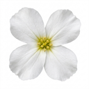 Arabis Aubris White Rockcress Plants