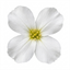 1 Arabis Aubris White Rockcress Plant, Hardy Alpine Perennial Ground Cover, 2L Root Ball