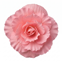 Begonia Non Stop Mocca Light Pink Plant (5L Pot)