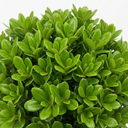 Pittosporum Golf Ball Evergreen Shrub Plant (3L Pot)