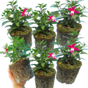 Fuchsia Diva Red & White Plants (Set of 3 or 6)