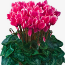 Cyclamen Flame Deep Rose Plant