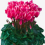 Cyclamen Flame Deep Rose